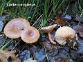 Lactarius quietus-amf1077-1